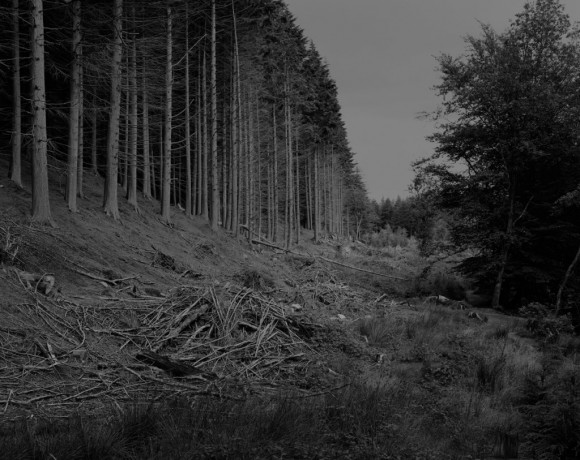 FOREST-IRELAND-3B_o resized